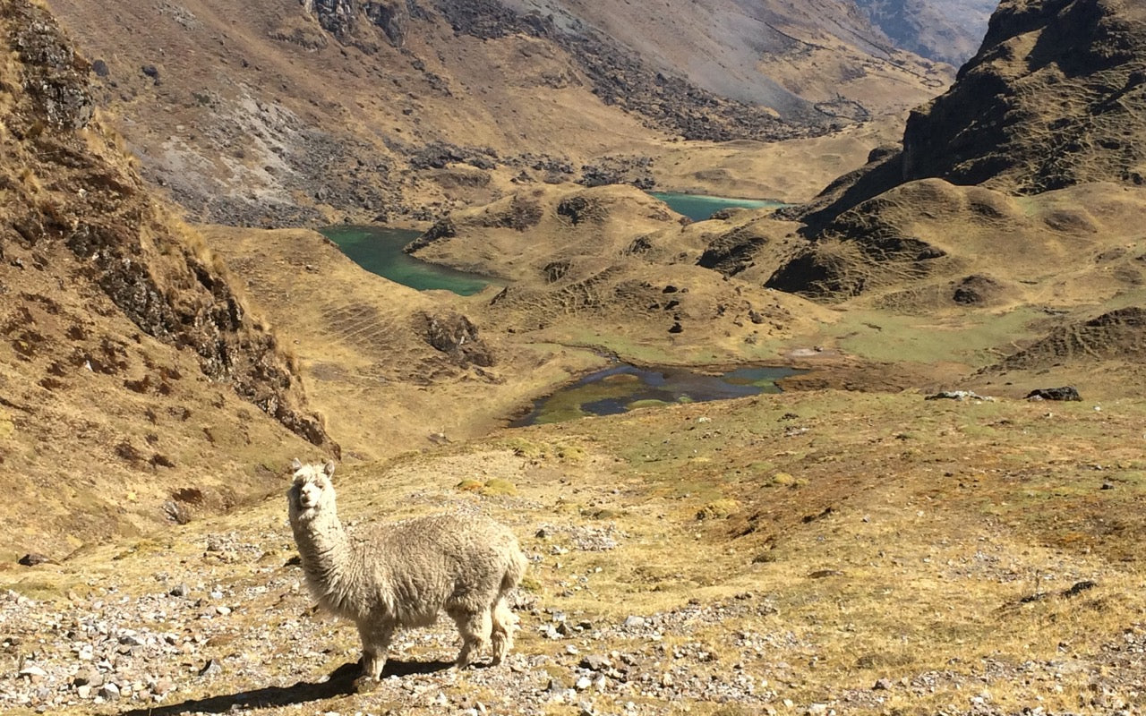 FIDE World Cup R1.1: Chilean Brilliance